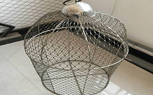 百鳥樂園網(wǎng)